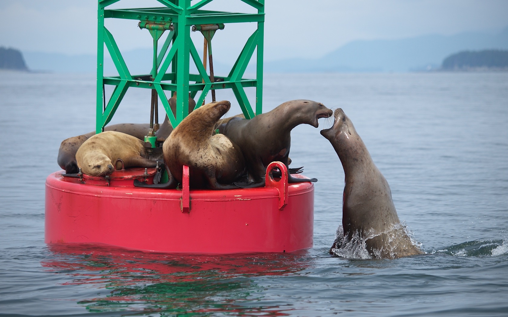 Battling Sea Lions
